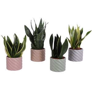 Sansevieria mix Ø12cm in Ø14cm Ceramic SE661