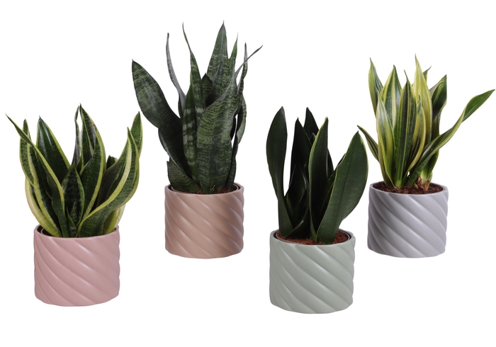 <h4>Sansevieria mix Ø12cm in Ø14cm Ceramic SE661</h4>