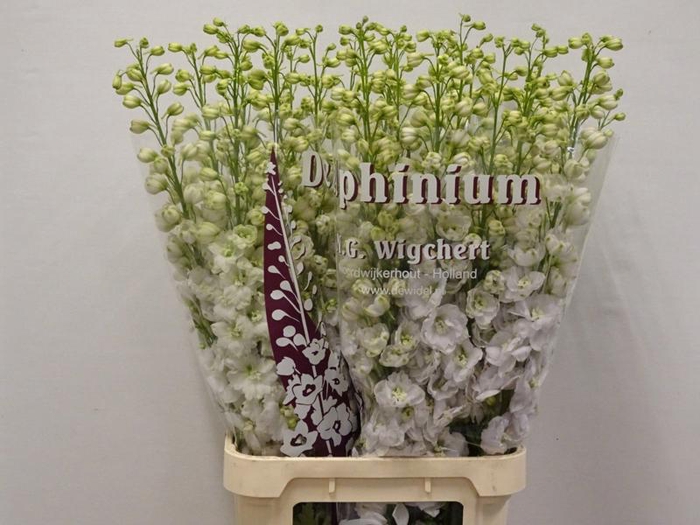 <h4>Delph Dewi White Smile Wigchert</h4>
