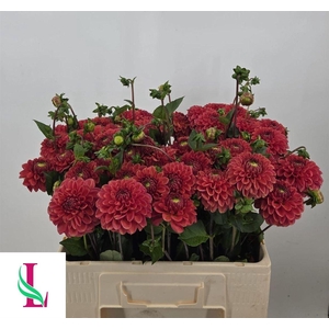 Dahlia Ball Orange Fox