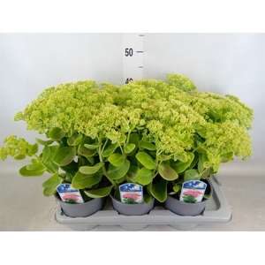 Sedum spectabile 'Brillant'