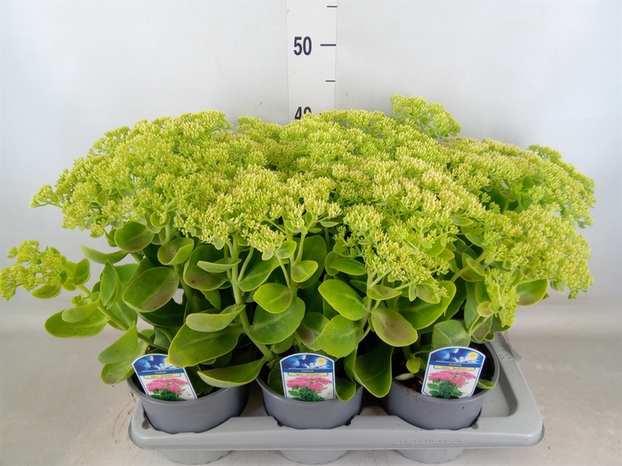 <h4>Sedum spectabile 'Brillant'</h4>