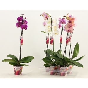 Phalaenopsis 1 tak 9+/vertakt mix lang (Scenza)