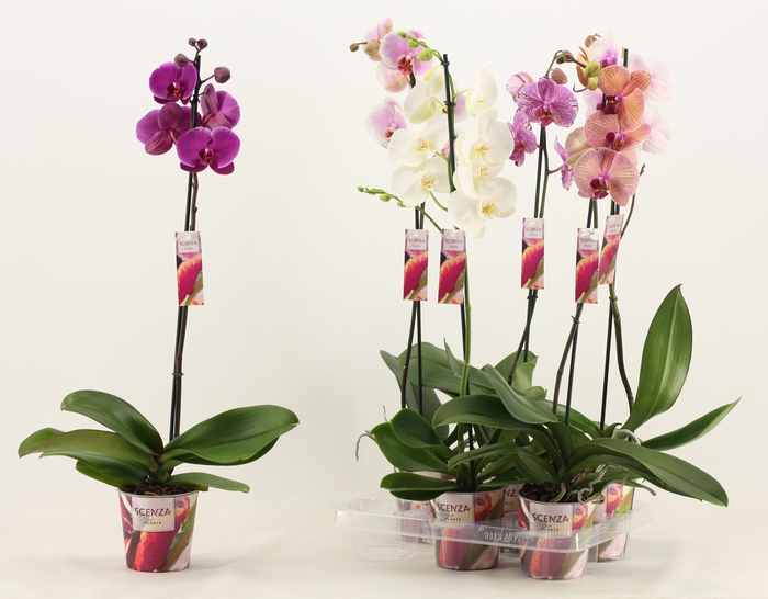 <h4>Phalaenopsis 1 tak 9+/vertakt mix lang (Scenza)</h4>