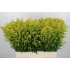 Solidago Tara Gold