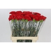 Dianthus St Gennaro