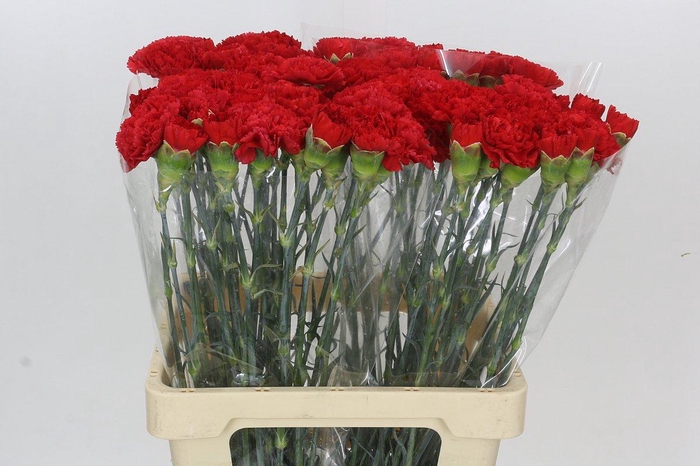 <h4>Dianthus St Gennaro</h4>