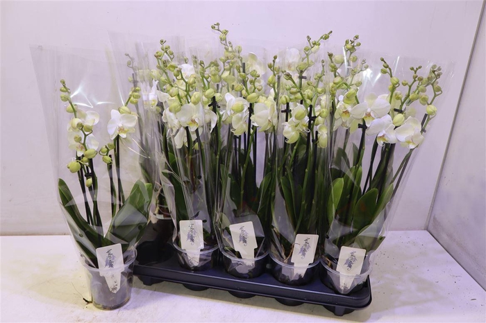 <h4>Phal Ov Wit</h4>