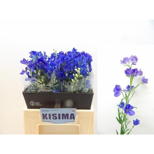 DELPH EN M GRAN BLUE