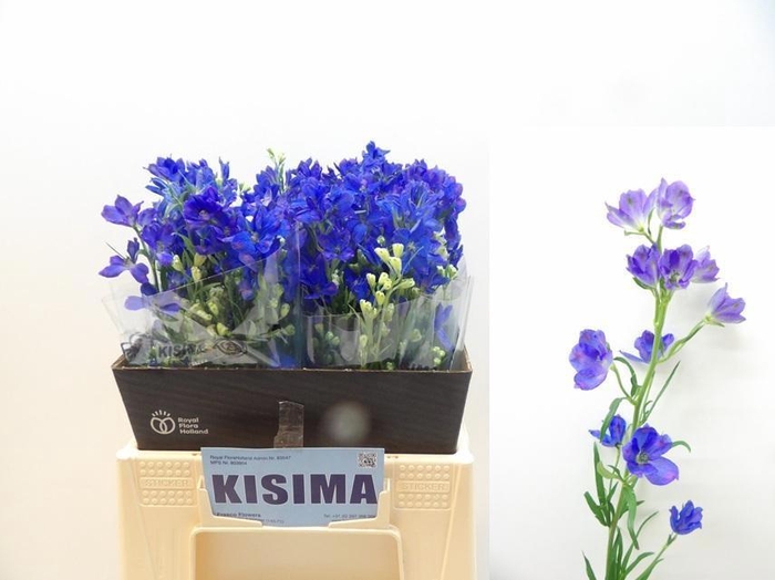 <h4>DELPH EN M GRAN BLUE</h4>