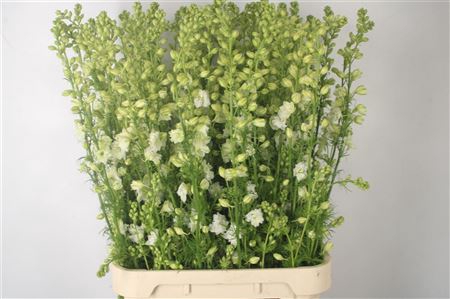 <h4>Delph Rids White</h4>
