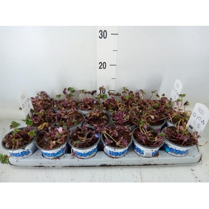 Anemone blanda 'Blue Shades'