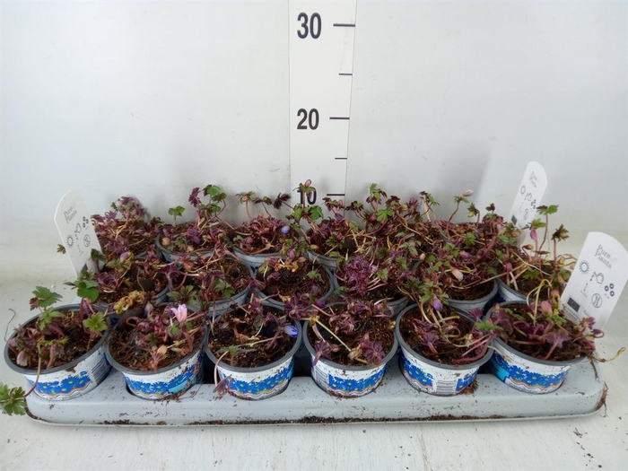 <h4>Anemone blanda 'Blue Shades'</h4>