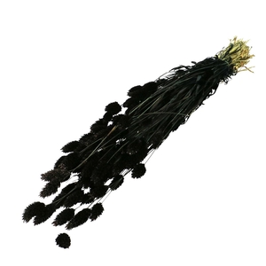 Droogbloem Phalaris 70cm