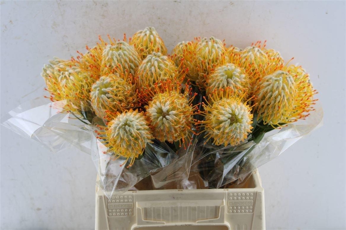 <h4>LEUCO CONOCAR GOLDIE</h4>