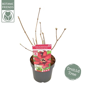 Sinocalycanthus chinensis