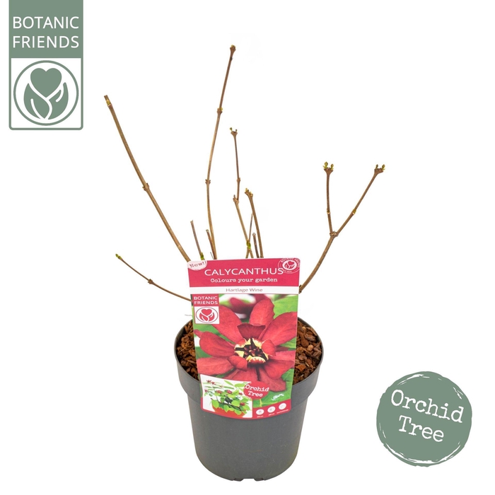 <h4>Sinocalycanthus chinensis</h4>