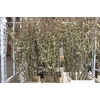 Chaenomeles Superba White 160 180cm P Stem X10