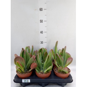 Kalanchoe NF thyrsiflora 'Red Lips'