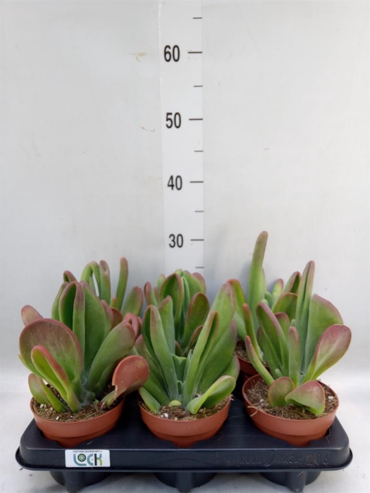 <h4>Kalanchoe NF thyrsiflora 'Red Lips'</h4>