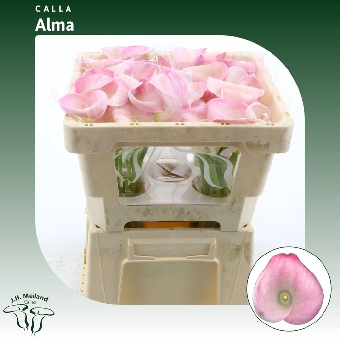 <h4>Calla Alma</h4>