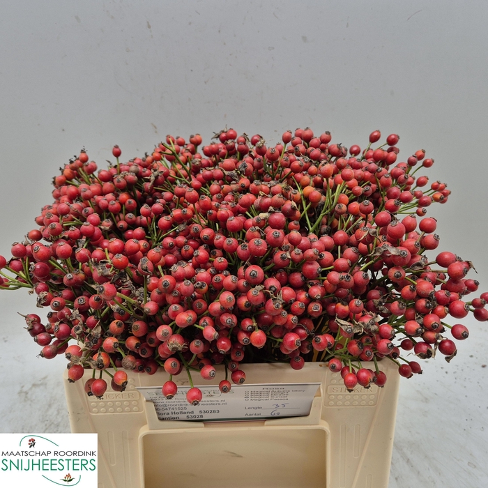 <h4>ROSA MAG SUNSET</h4>