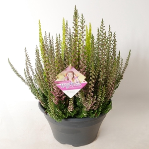Calluna vulgaris 'Beauty Ladies' High Five P23