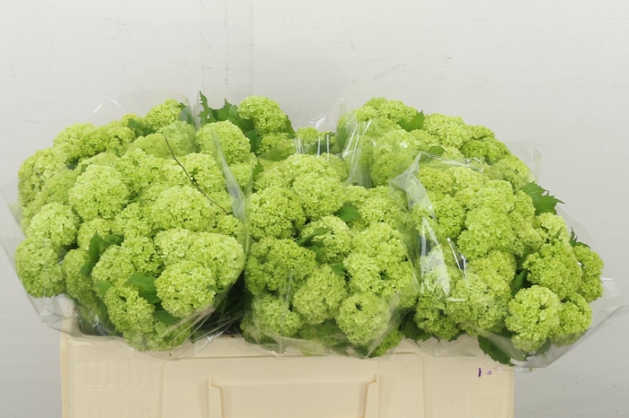 <h4>Viburnum Roseum St 2+</h4>