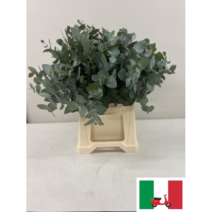 <h4>EUC CINEREA PB</h4>