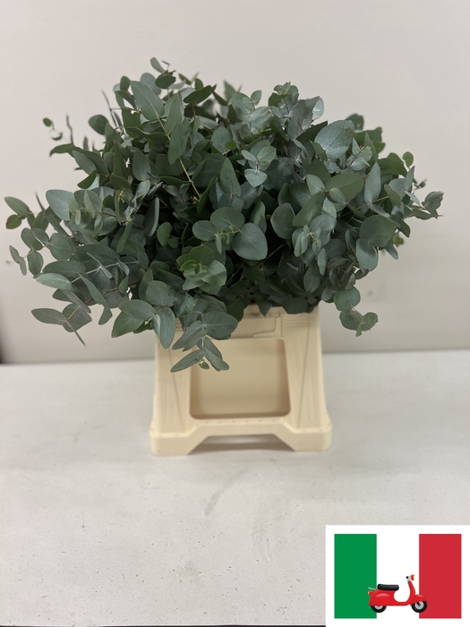 EUC CINEREA PB