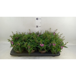 Angelonia  'Serena Purple'