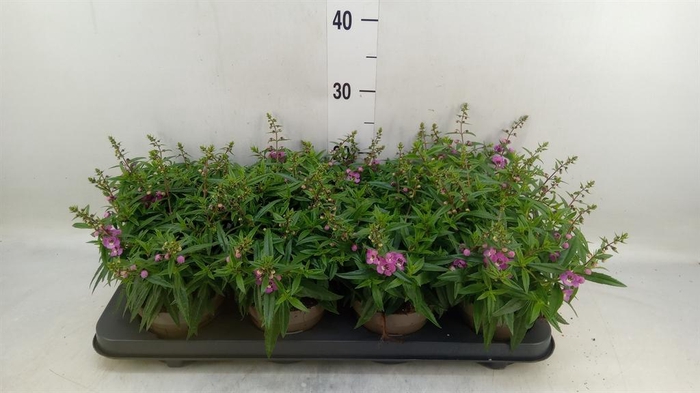 <h4>Angelonia  'Serena Purple'</h4>