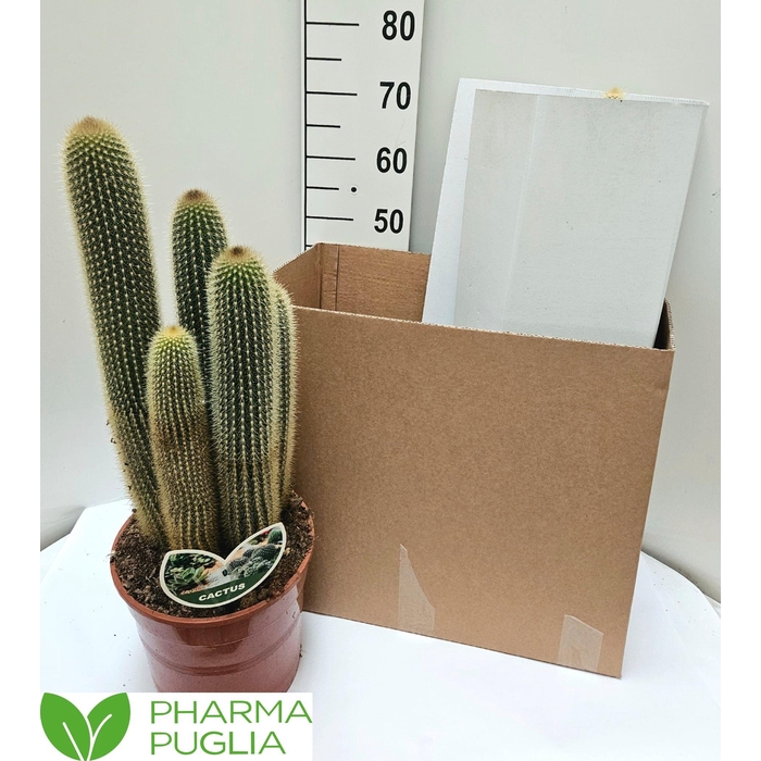 <h4>PILOSOCER CHRYSOSTEL</h4>