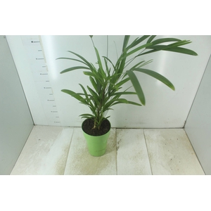PALMEIRA RAPHIS P17