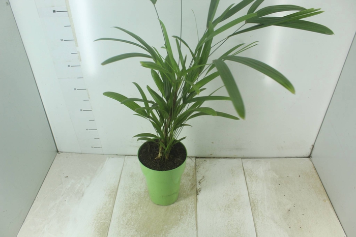 <h4>PALMEIRA RAPHIS P17</h4>