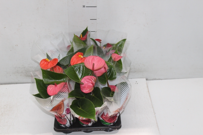 <h4>ANTHURIUM VARIADO P06</h4>