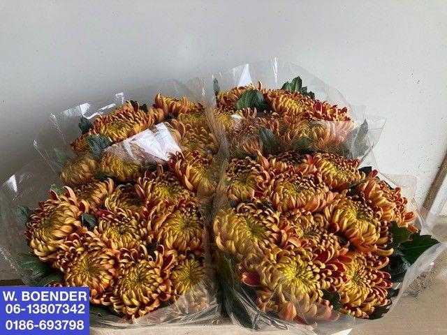 <h4>CHR G FUEGO</h4>