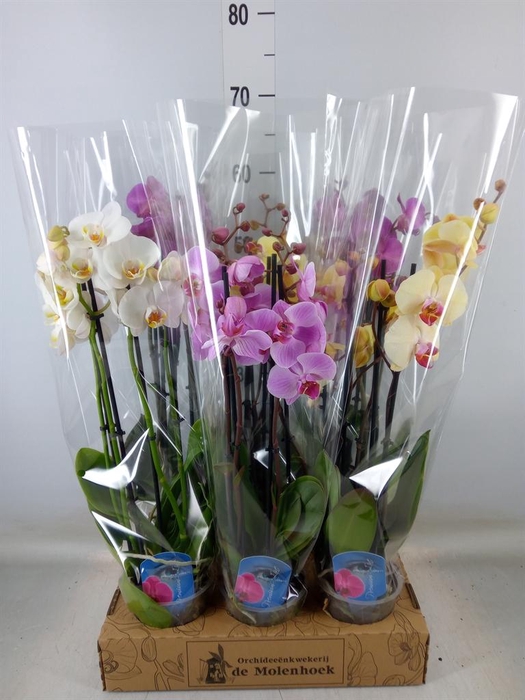 <h4>Phalaenopsis   ...mix  4</h4>