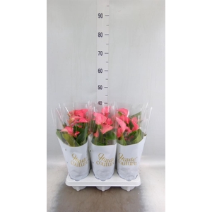 Anthurium  'FC Romantico'