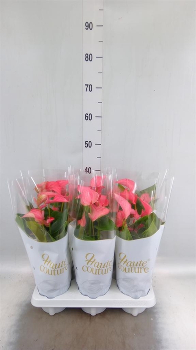 <h4>Anthurium 'FC Romantico'</h4>