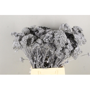 DF Achillea Paint Bs Silver