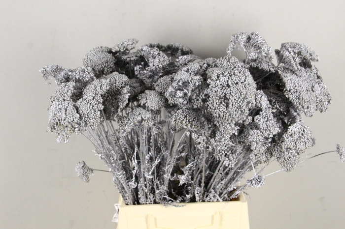 <h4>DF Achillea Paint Bs Silver</h4>