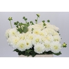 Dahlia White Cap