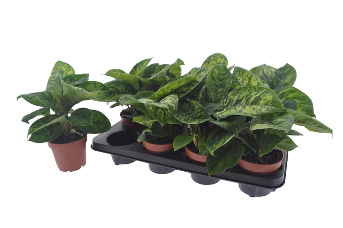 <h4>HOMAL CAMOUFLAGE</h4>