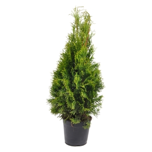 Thuja occ. Smaragd, plantmaat 60-80 cm - Rondgestoken -
