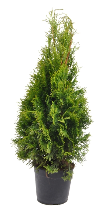 <h4>Thuja occ. Smaragd, plantmaat 60-80 cm - Rondgestoken -</h4>