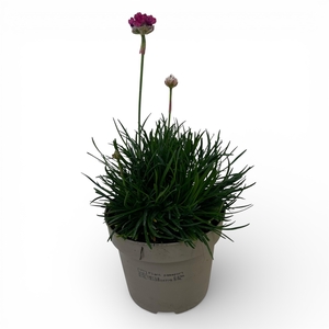 Armeria maritima 'Rosea'