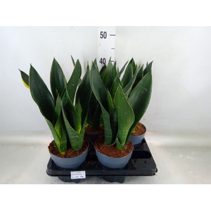 Sansevieria trifa.   ...