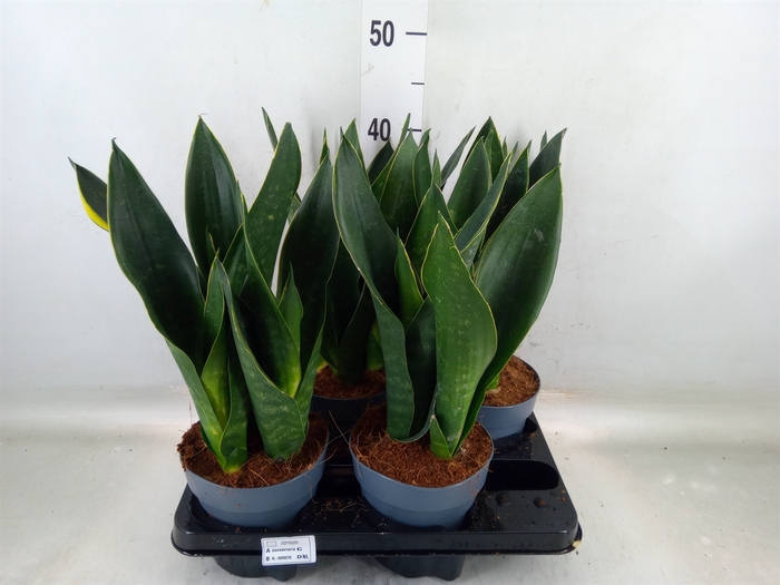 <h4>Sansevieria trifa.   ...</h4>