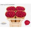 Rosa Spray Garden Julietta Raspberry